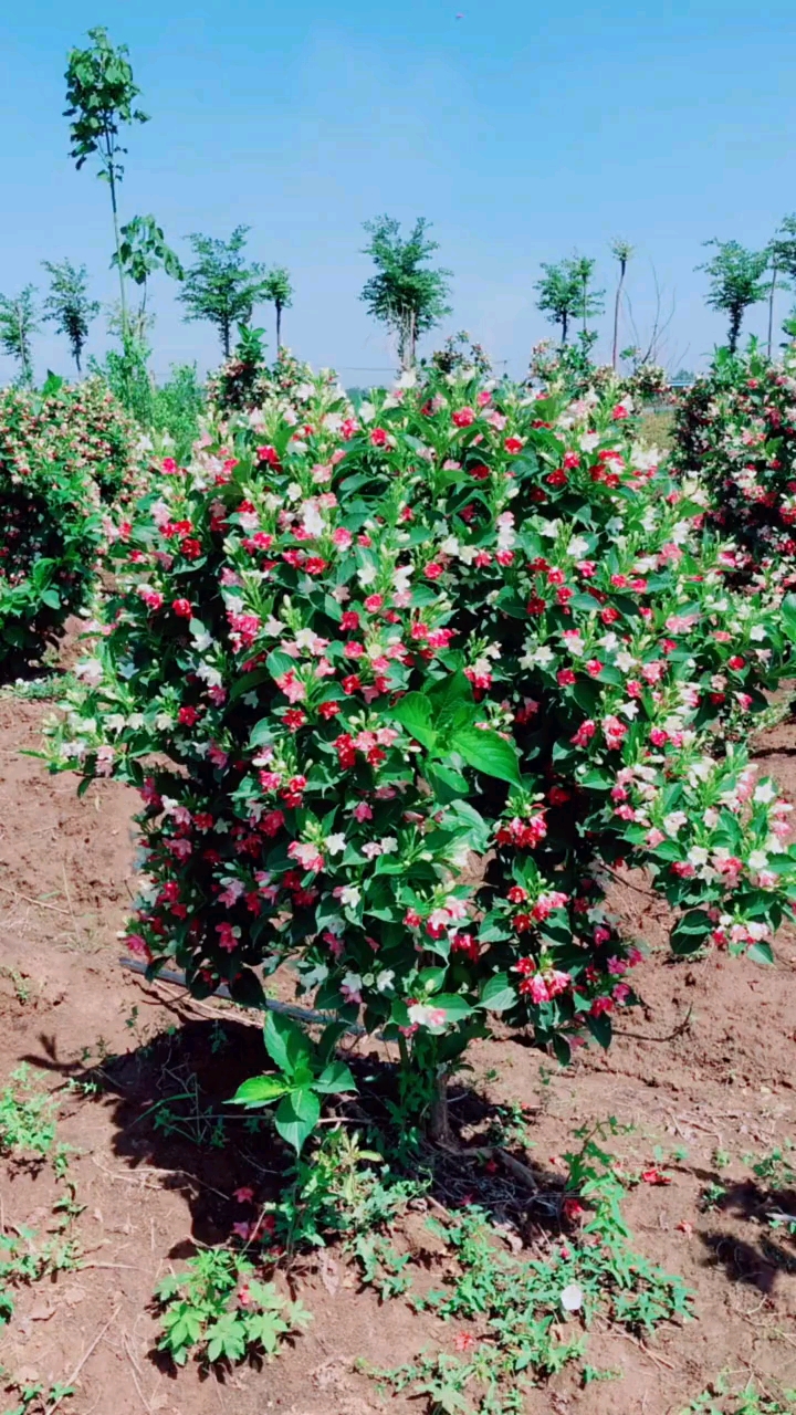 五彩锦带寓意前程似锦开花彩色,耐寒耐旱南北方都可以栽植