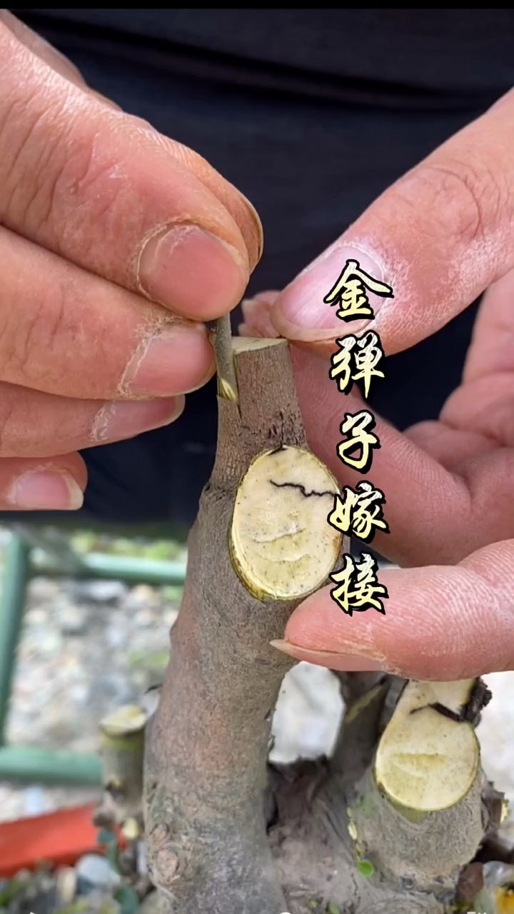 金弹子嫁接技术分享,操作简单成活率高