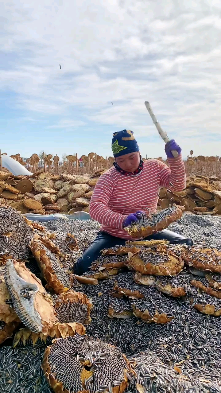 好葵花籽都是打出来的