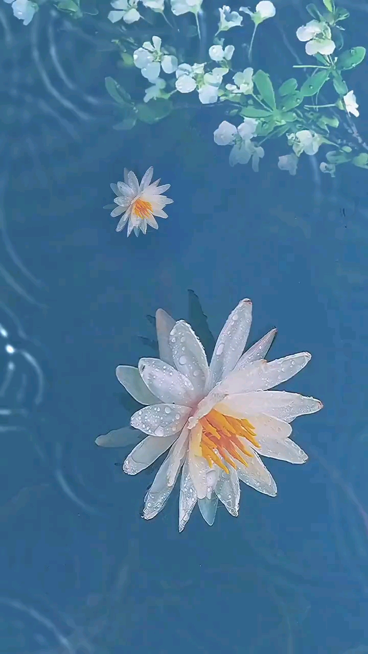 莲美必须干干净净清清白白在形象上如此,在内心中更是如此