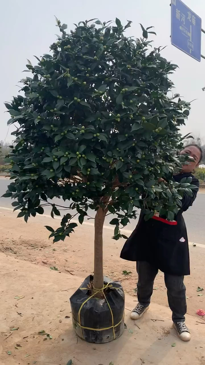 香妃茶花四季常青不落叶现在正是花期