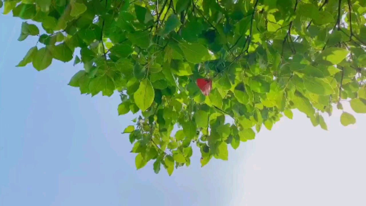 治愈系#别让生活蹂躏了你眉间的温柔