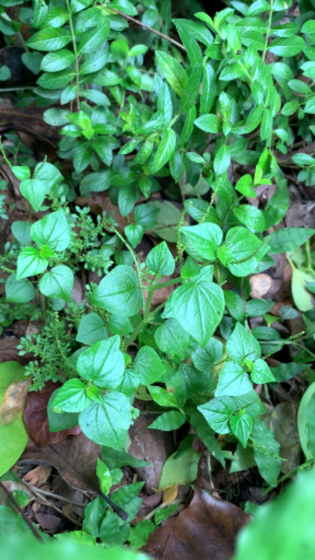 认识中草药#cao胡椒