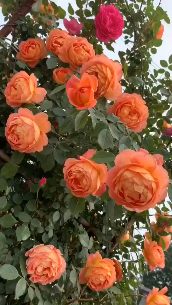 爬藤月季系列欧月夏洛特夫人