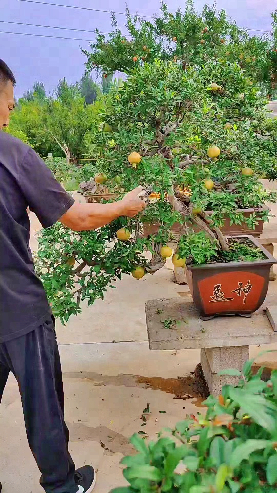 千奇百怪盆景桩修剪一颗二十年盆龄的邻水造型石榴