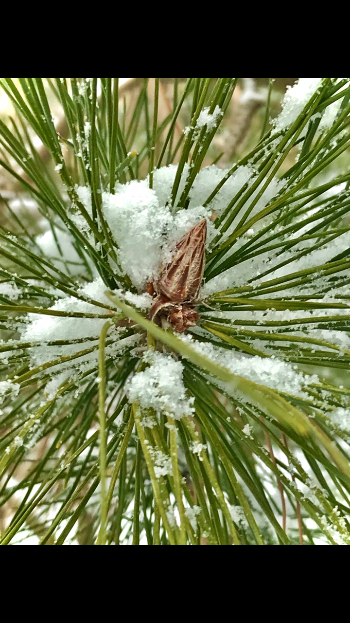 下雪了#雪花那个飘