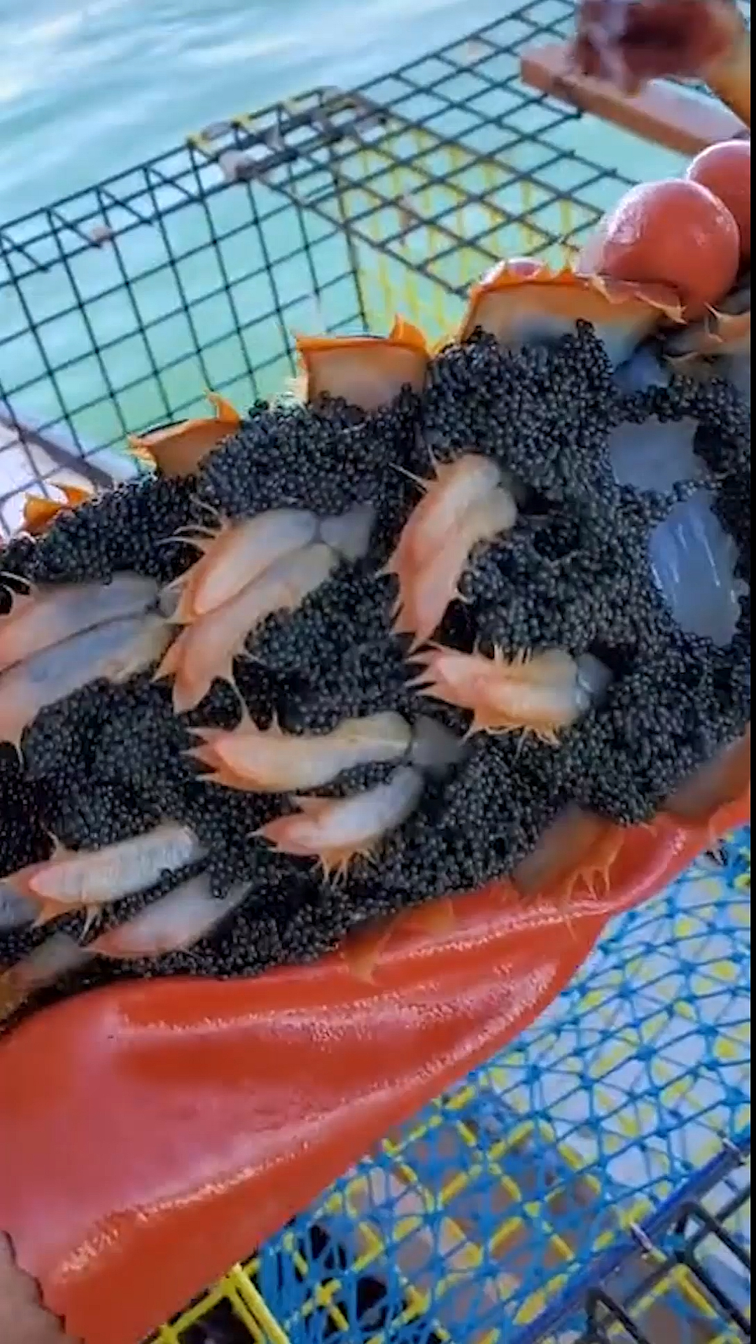 给大家瞅瞅一只满肚子都是虾籽的波士顿龙虾,这种肯定要送回大海,生生