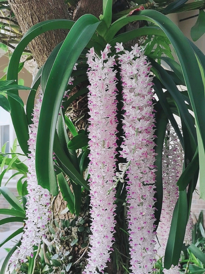 石斛记#狐尾兰,今年开了六串-度小视