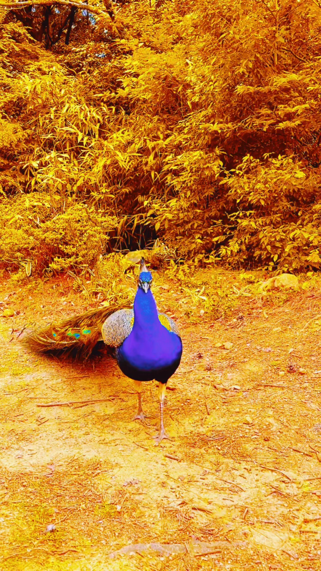 我家宠物不一样#金孔雀开屏