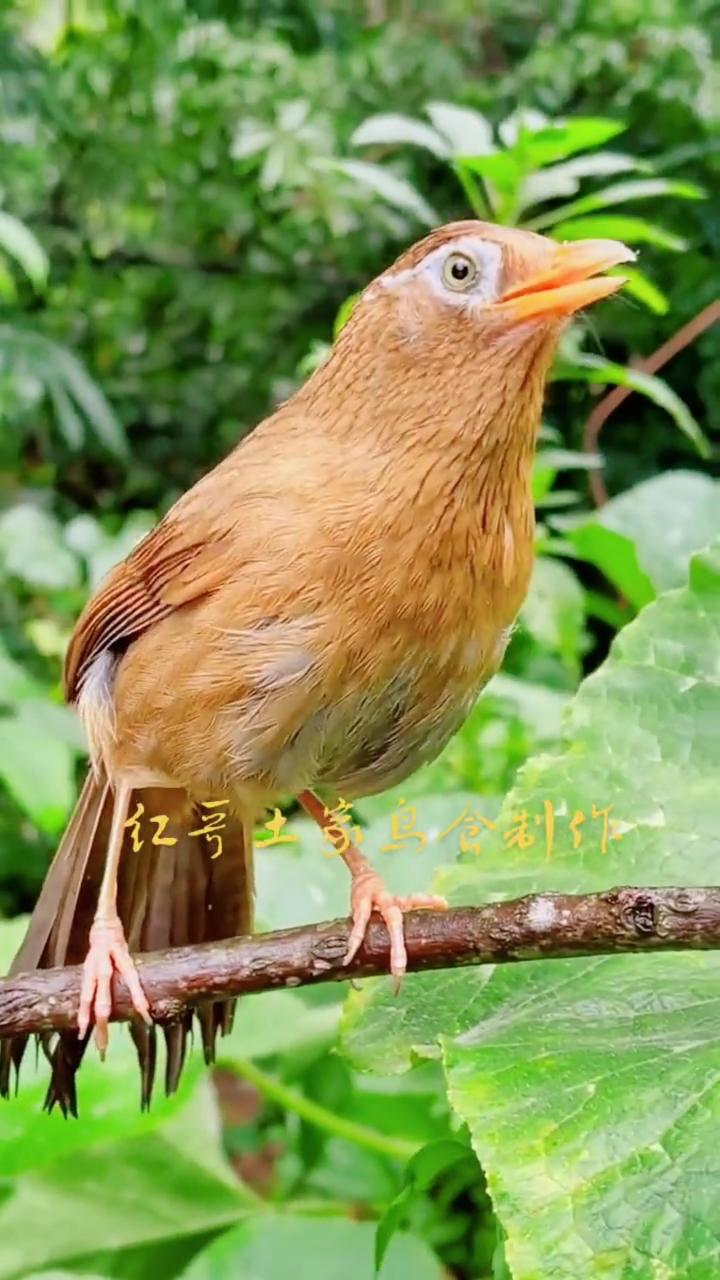 畫眉鳥#畫眉鳥歡快的唱歌