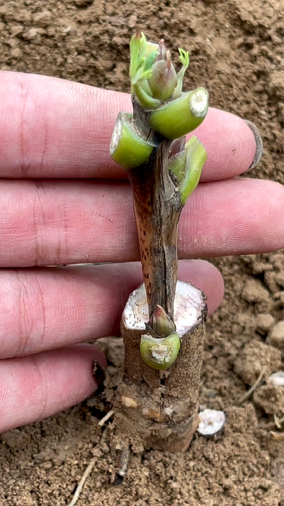 牡丹嫁接方法#牡丹嫁接技术