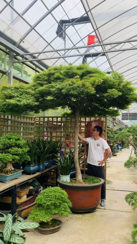 青姬枫树进口青姬枫树大伞造型夏日的凉亭