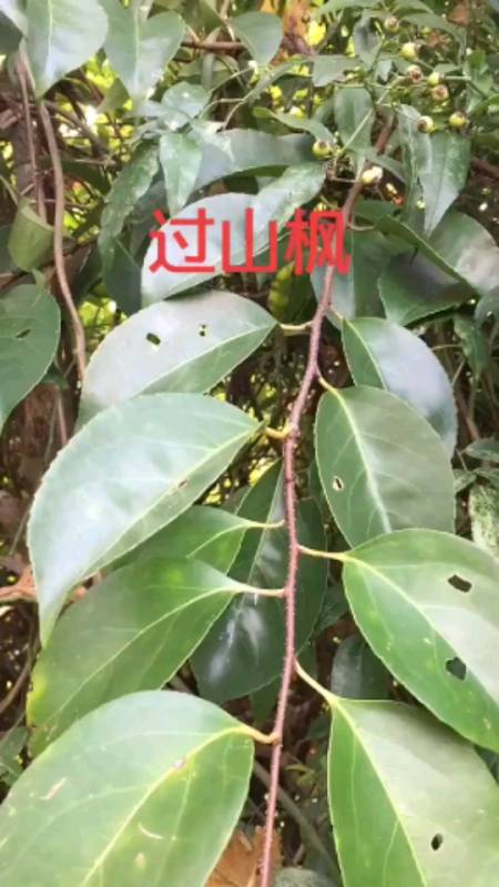 别名南蛇藤,它的根帮助过很多人