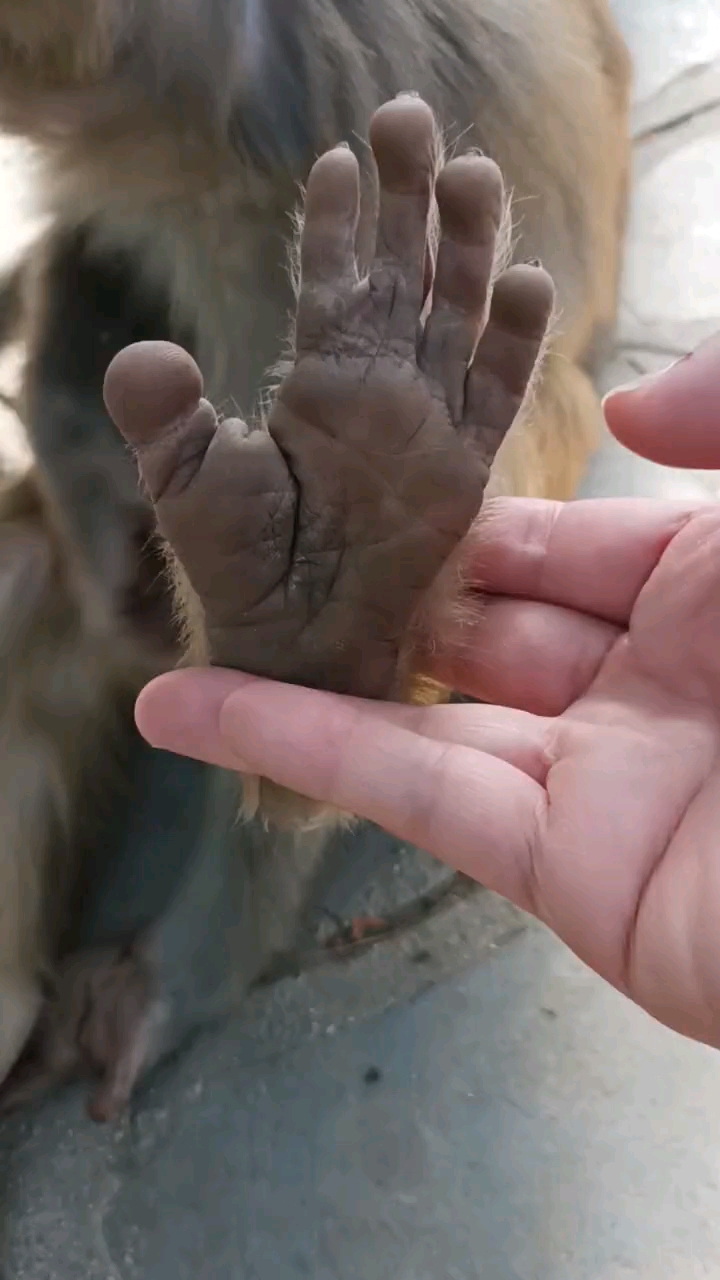 萌宠趣事打卡#猴子脚掌,大抓地力稳.