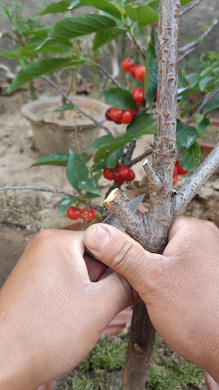 嫁接技术#这是嫁接大樱珠高手,难得一见,你看懂了吗?