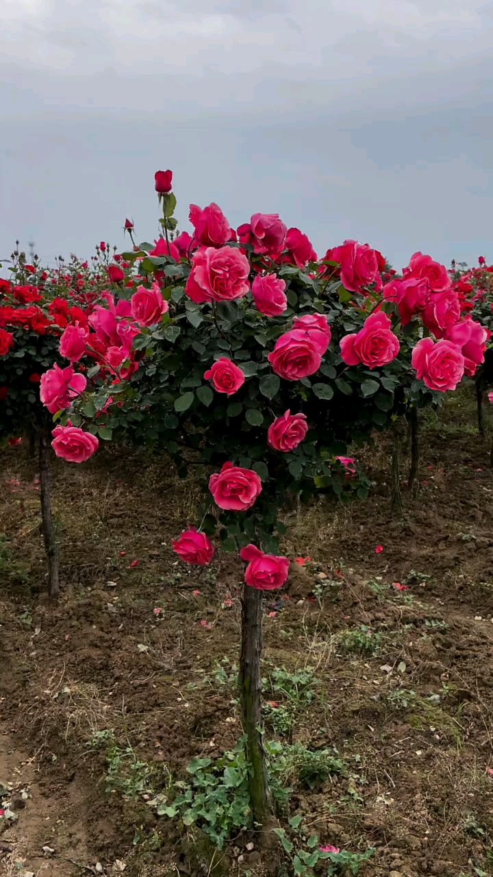 粉扇粉扇粉扇让你坚决想拥有的树桩月季