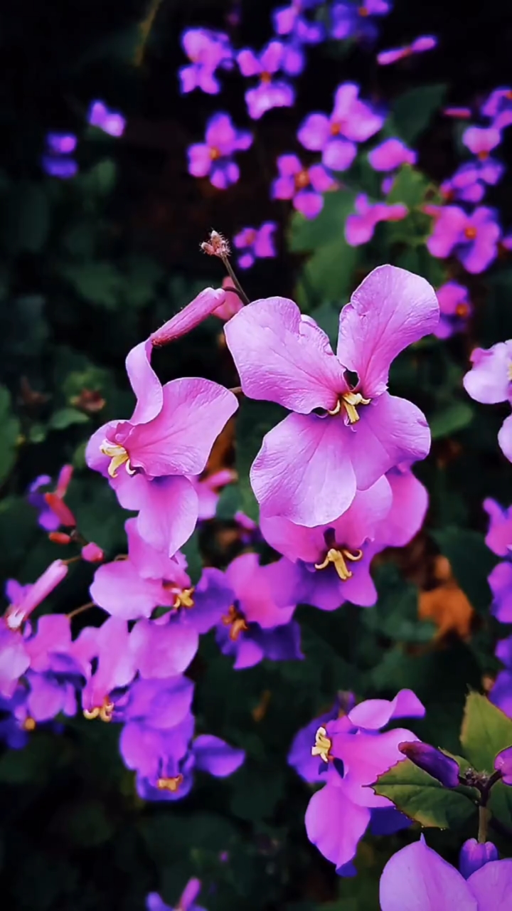 一花一世界#不是风动,不是花动,是心动