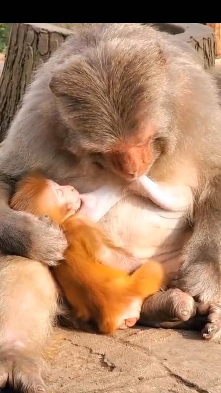 音为有你猴子妈妈奶水太多它是这样做的不能浪费