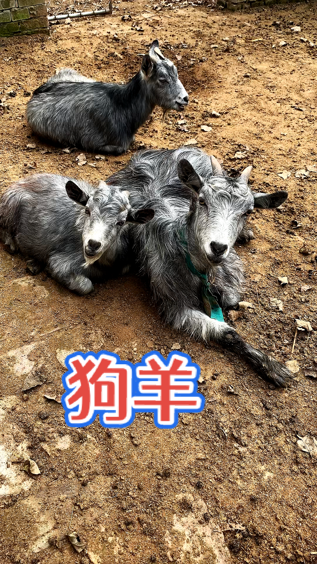 鲁西羊特有品种繁殖快抗病强一年两窝好喂养