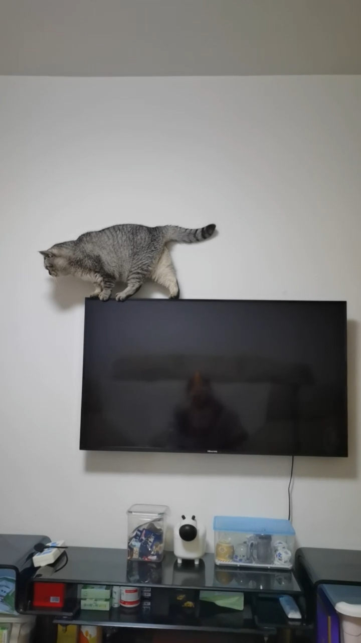 踩电视差点起飞的猫身体太重电视踩偏坠啦差点没牺牲