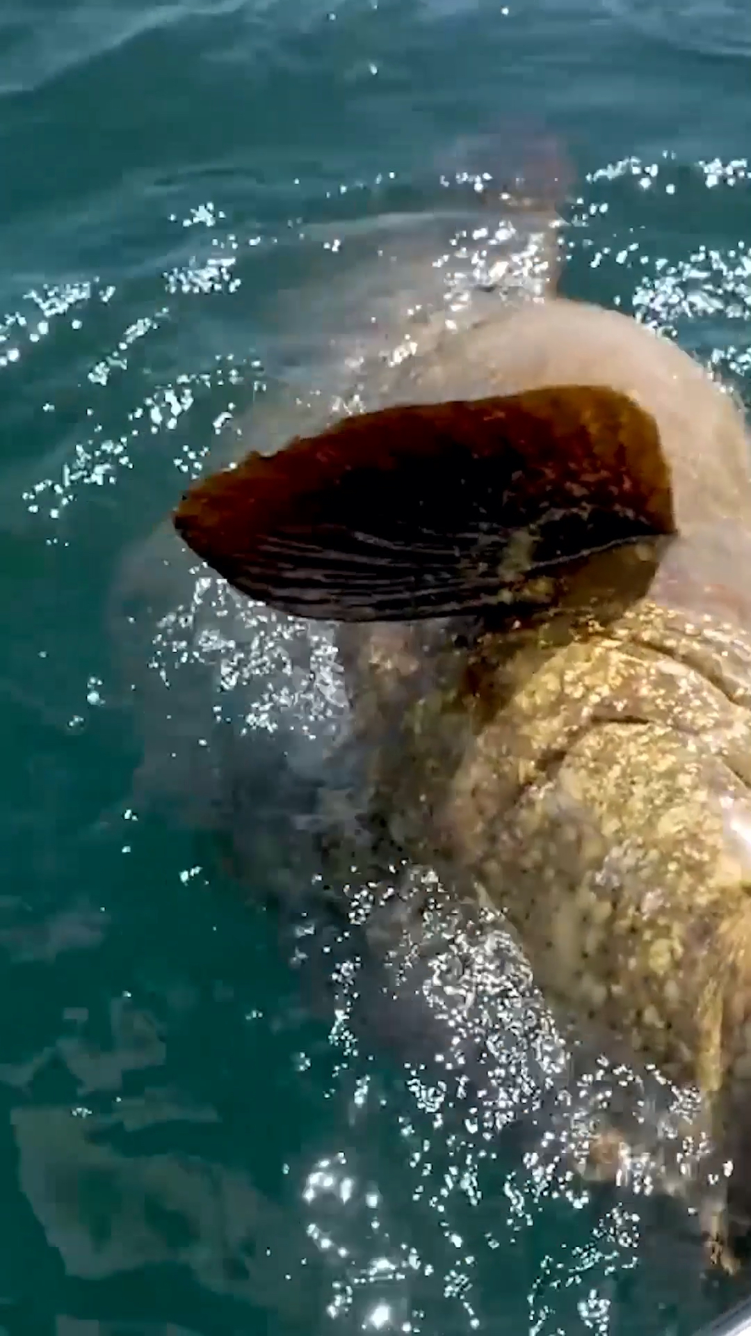 龙趸,也叫巨型石斑鱼,大型名贵食用鱼类