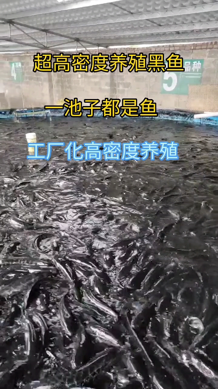 养鱼工厂化高密度养殖黑鱼