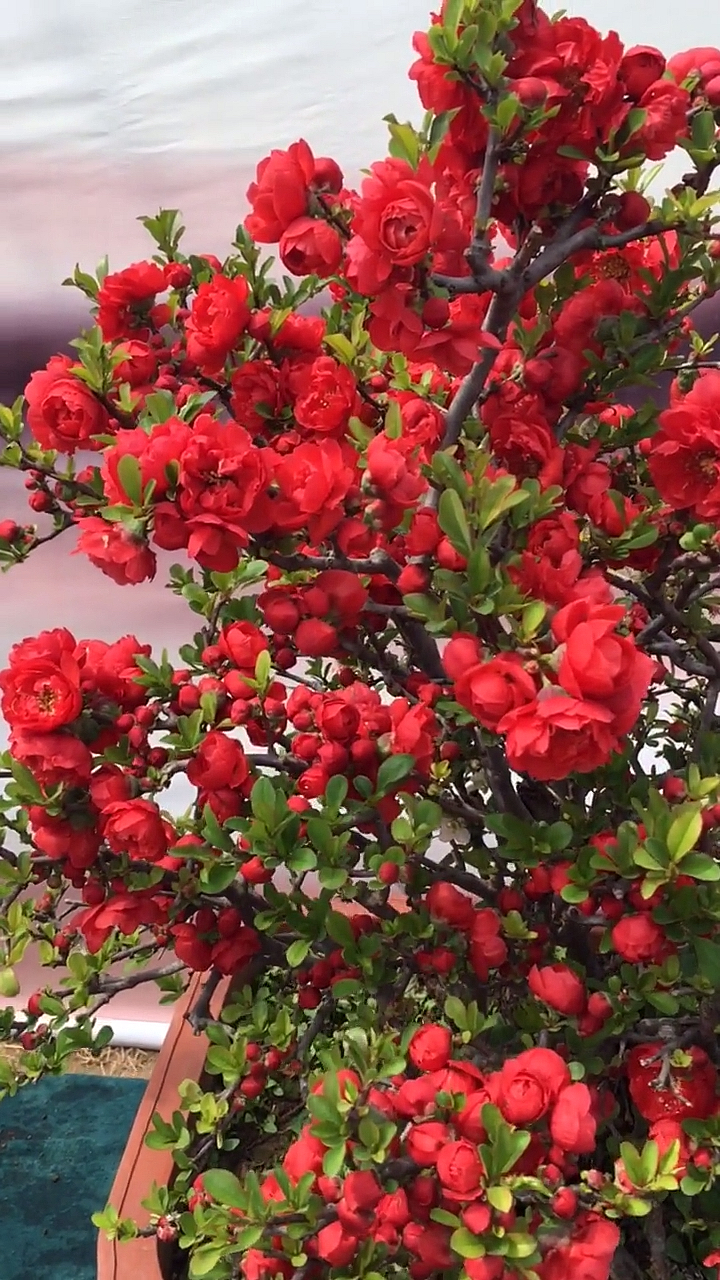 可以多季节开花的海棠花花友们有没有喜欢的