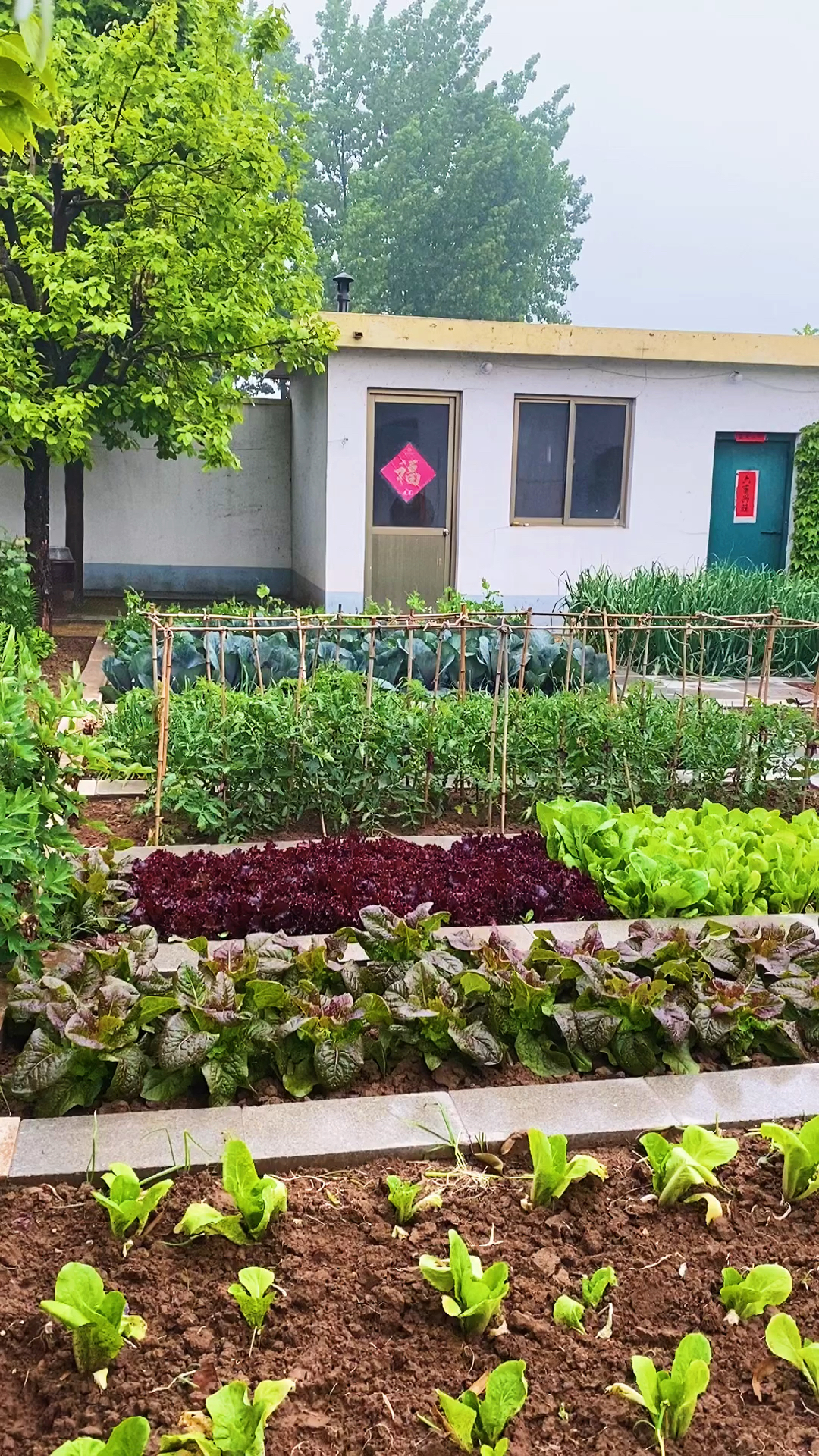 好多朋友想看小院全貌,今天发给你们,这是雨后小菜园的样子-全民小