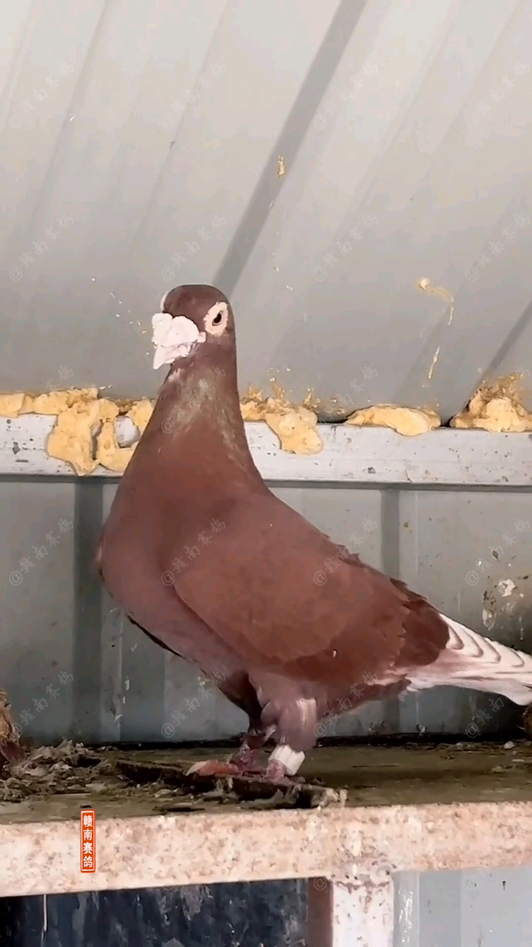 鸽子#国血经典西翁紫金枭信鸽太威武了,种鸽仅供欣赏哈