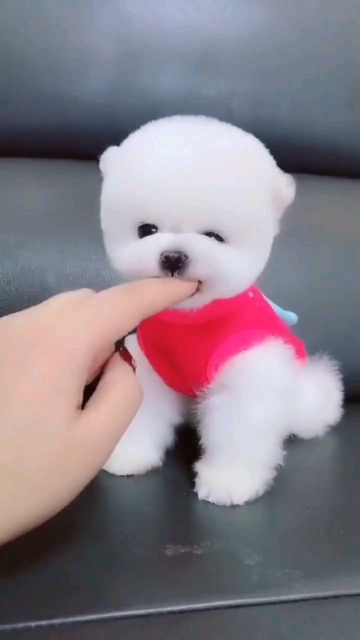 茶杯犬#喜欢茶杯犬博美俊介宝宝的就带回家吧