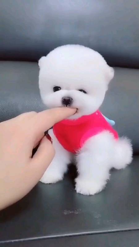 茶杯犬#喜欢茶杯犬博美俊介宝宝的就带回家吧