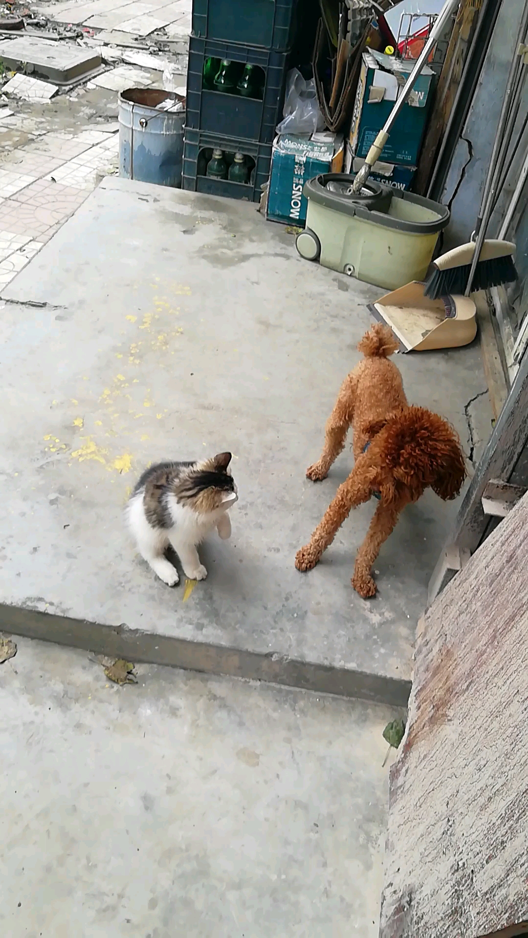 手机摄影#总是被动挨打