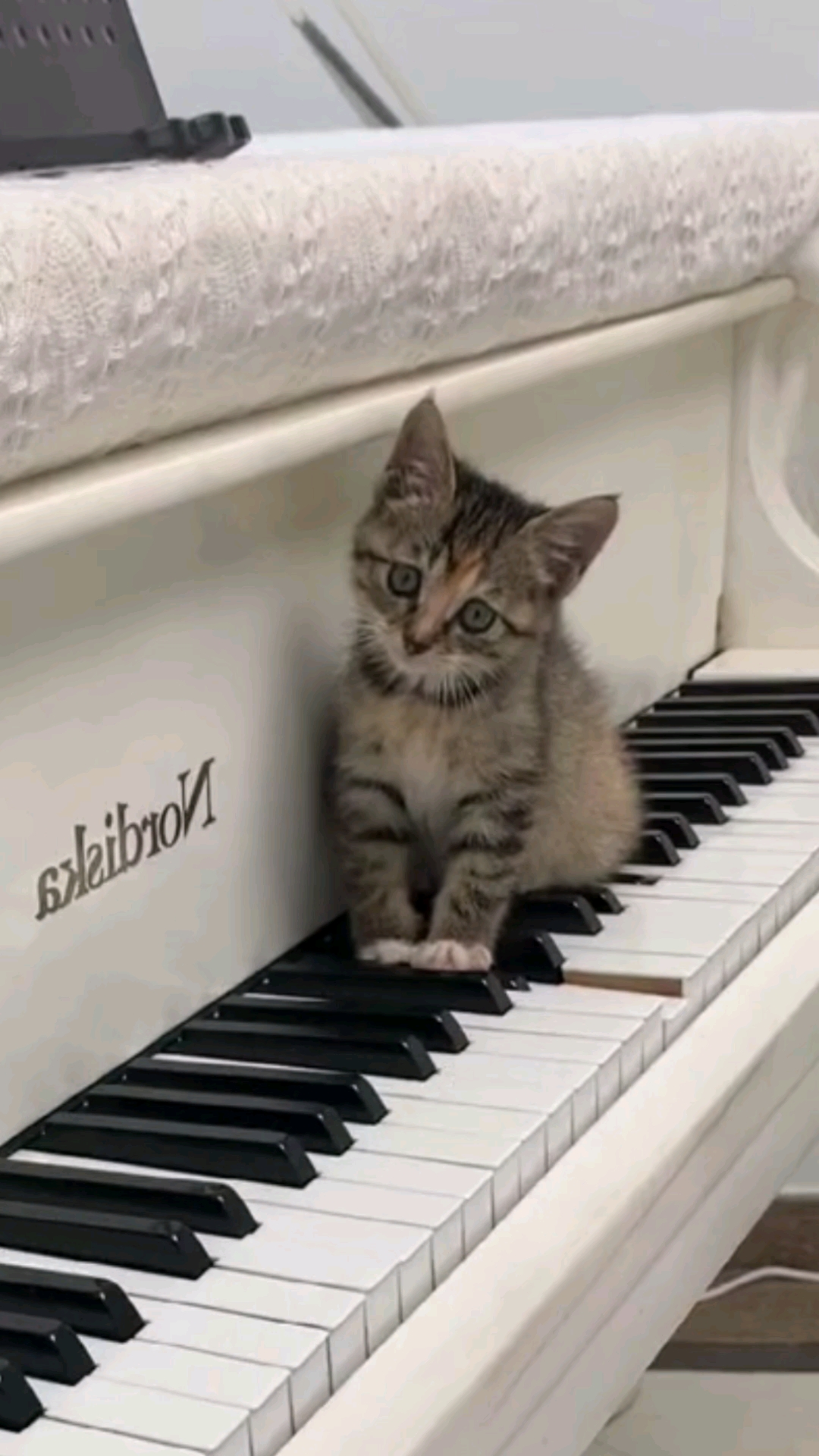 小小爱宠萌化你#猫咪,这钢琴弹的怎么样?