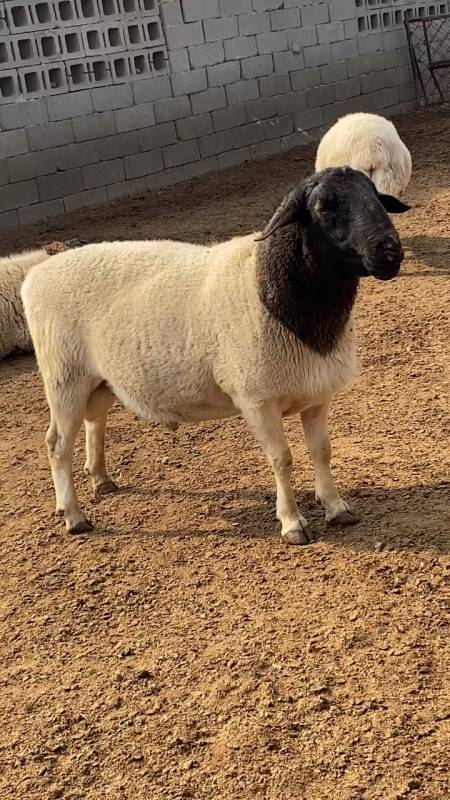 黑头杜泊绵羊,这种羊品种为什么可以长得那么快出肉率那么高我也很