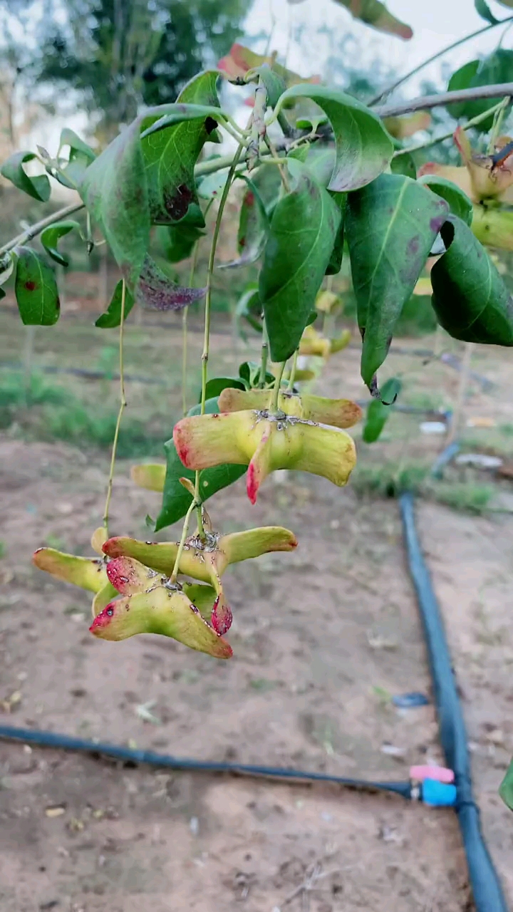 金丝吊蝴蝶又名摇钱树天气越冷果实越红耐寒耐旱南北方都可以栽植