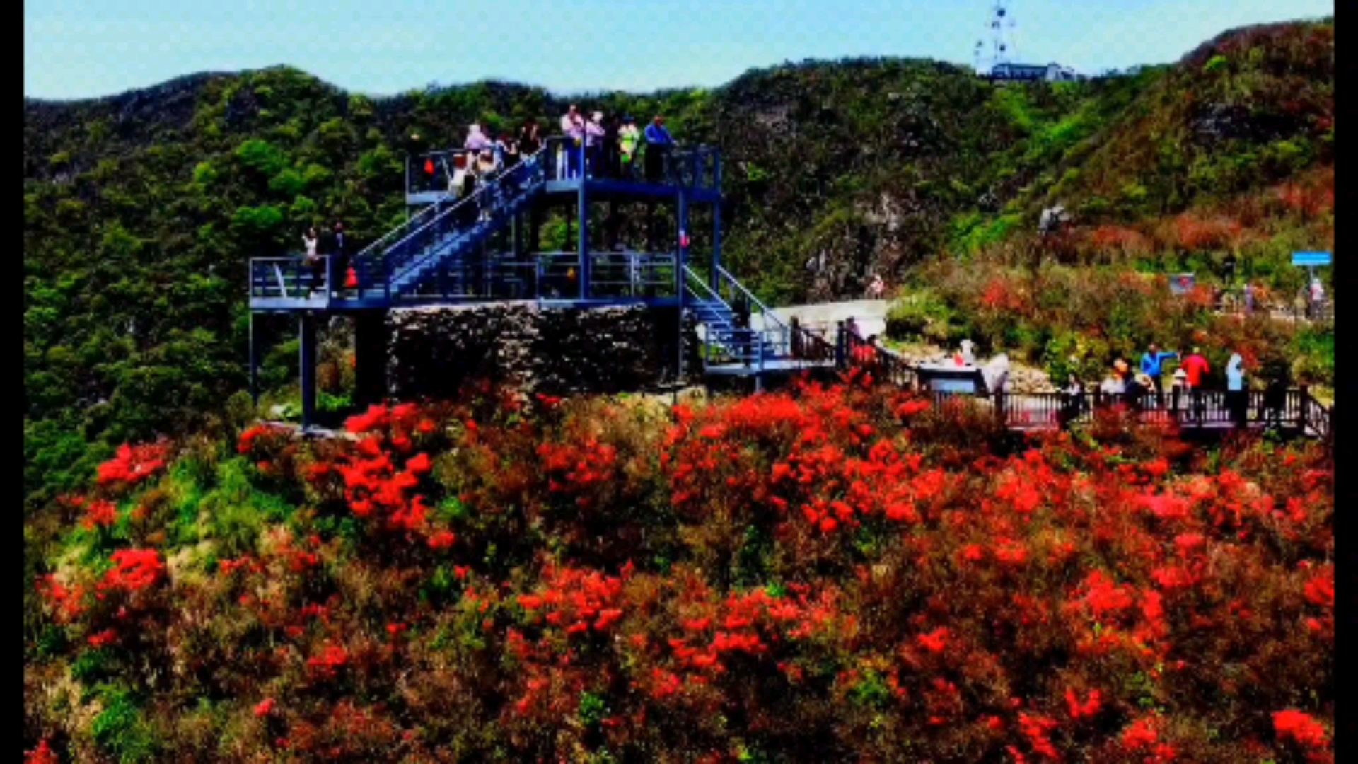岭上开遍映山红!五月天在阳明山杜鹃花海等你
