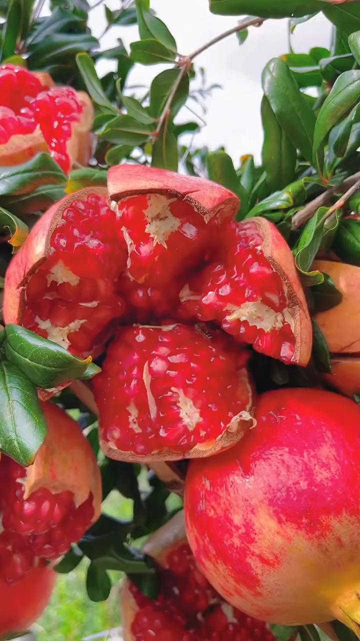 大凉山的突尼斯软籽石榴成熟了,每一个都是颗粒饱满,汁水充足-度小视