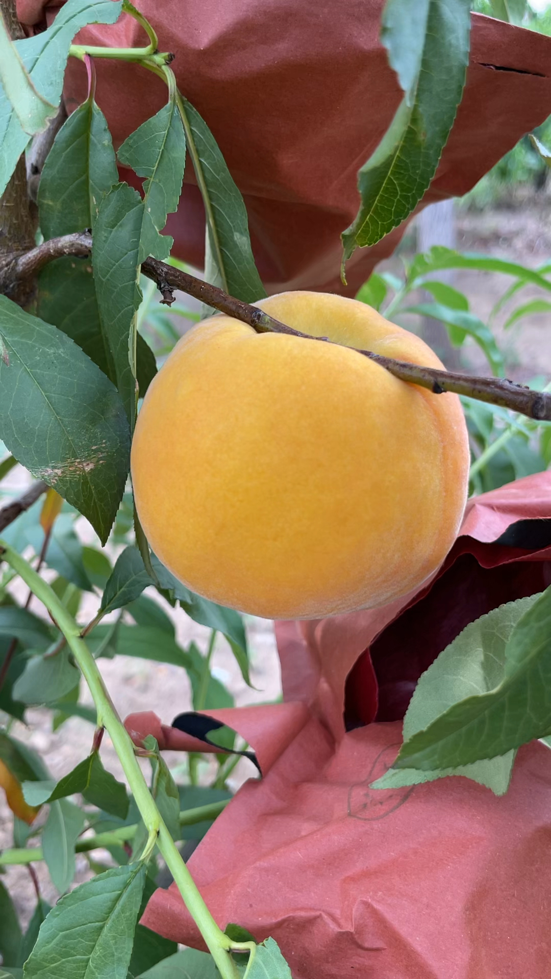 黄皮黄肉的金魁黄桃,6月份成熟个头最大的桃子
