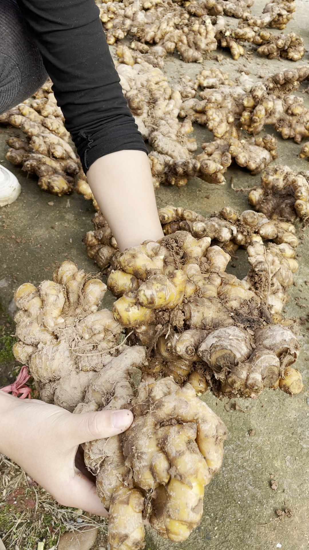 农村真正的老黄姜,好姜!