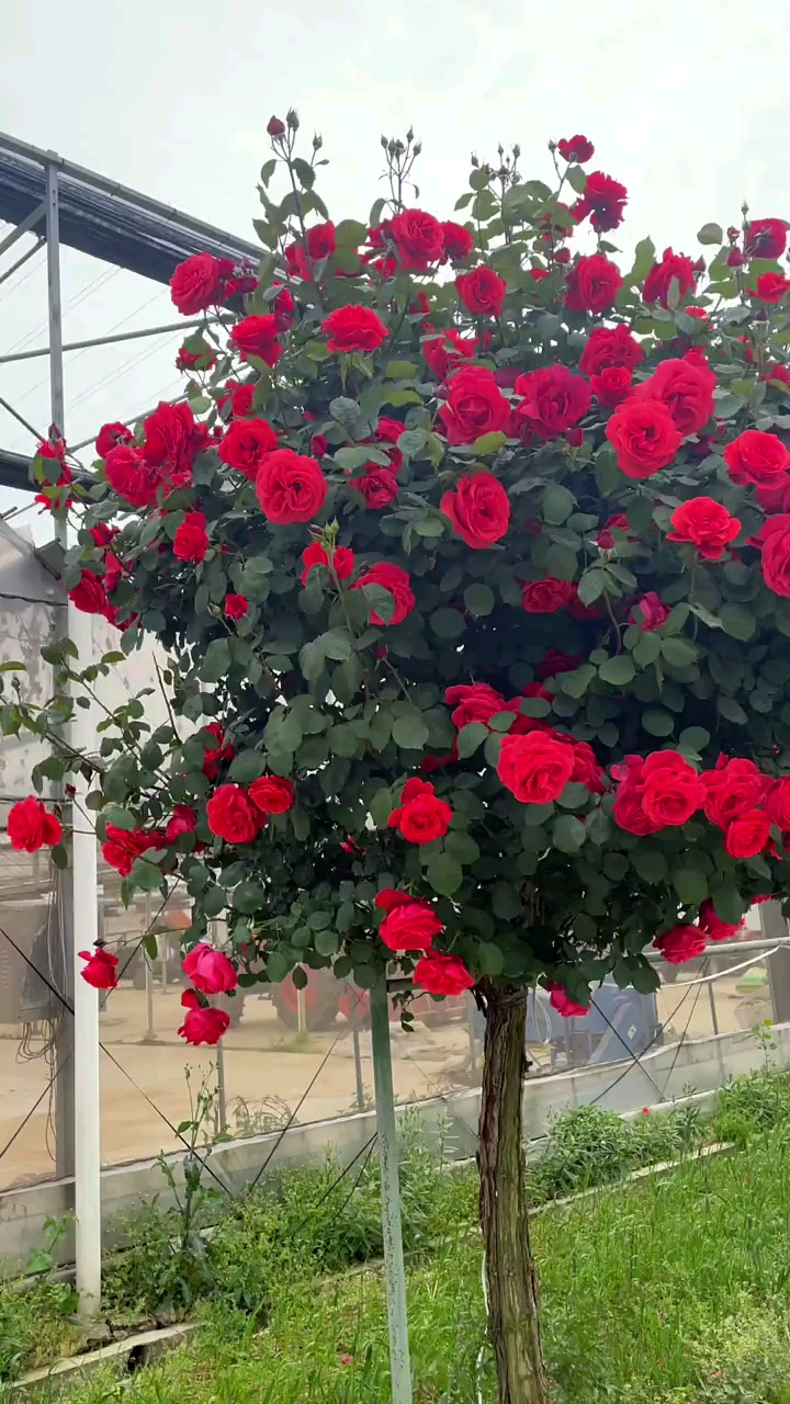 国月大花树桩月季