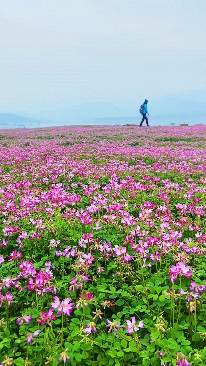 桂林:紫云英花海