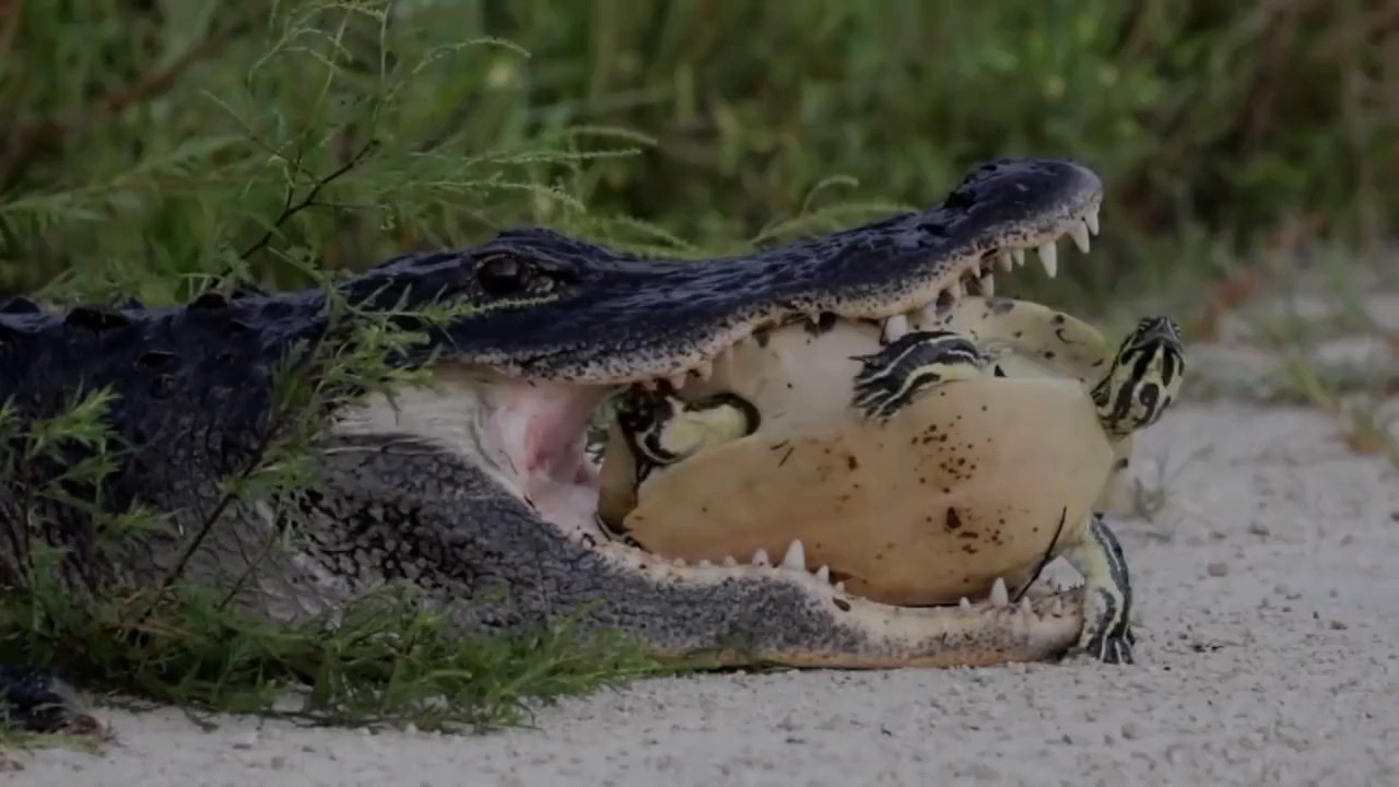 来咬我呀,鳄鱼咬着乌龟,看谁能坚持到最后