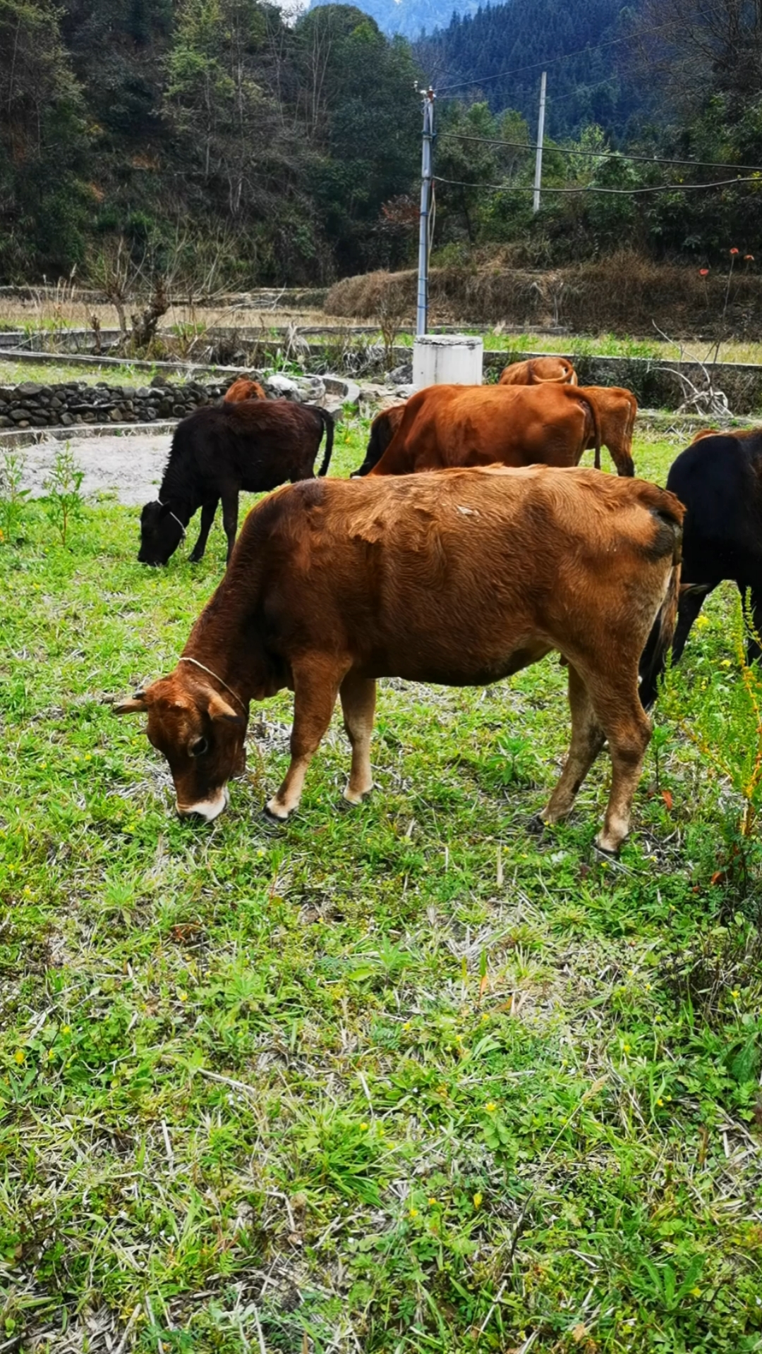 养牛养殖户打算把11头土黄牛68万卖了贵州老板看完牛说只给4万牛主