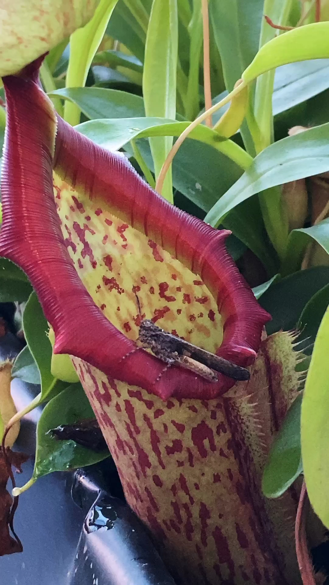 猪笼草捕食小昆虫