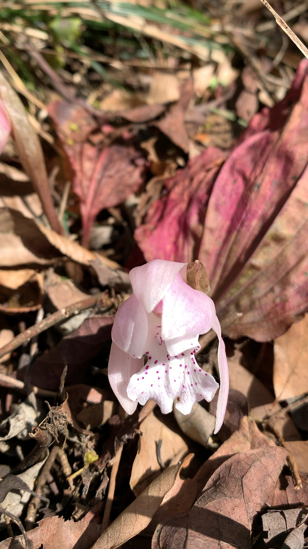 兰花#有朋友说是独叶兰?