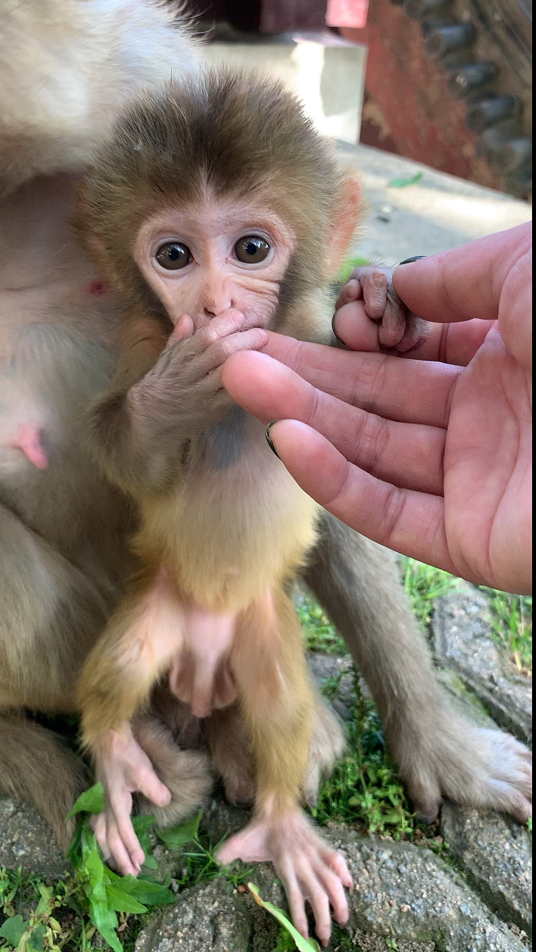 小丁丁可爱图片