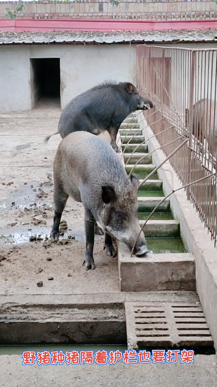 广西野猪养殖场在哪里?散养的小野猪苗价格多钱一只?-度小视