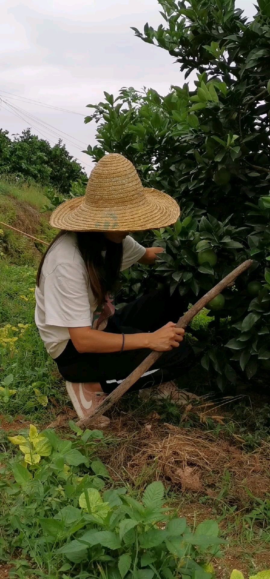 脐橙怎么种植甘甜(脐橙怎么种植技术)