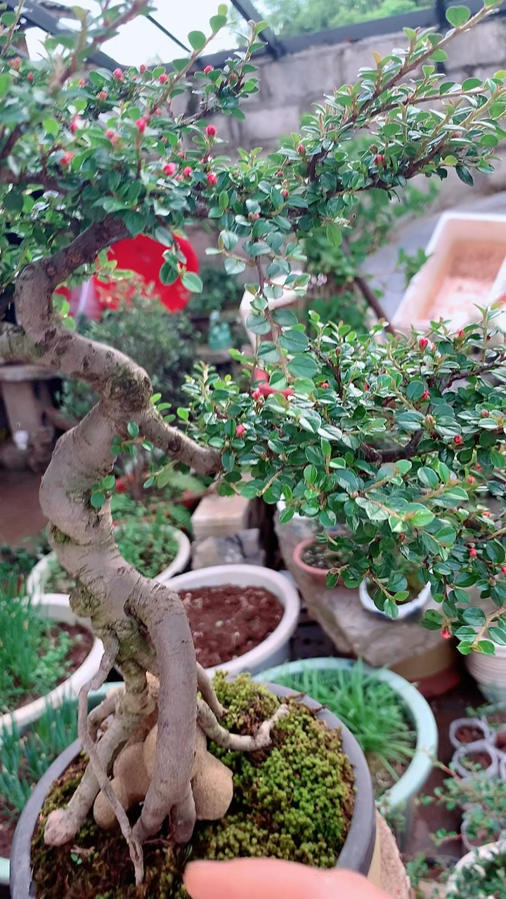 红花高提根荀子