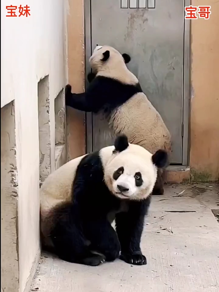 大熊猫宝哥宝妹上班有点烦了天天上班什么时候是个头啊不想上了